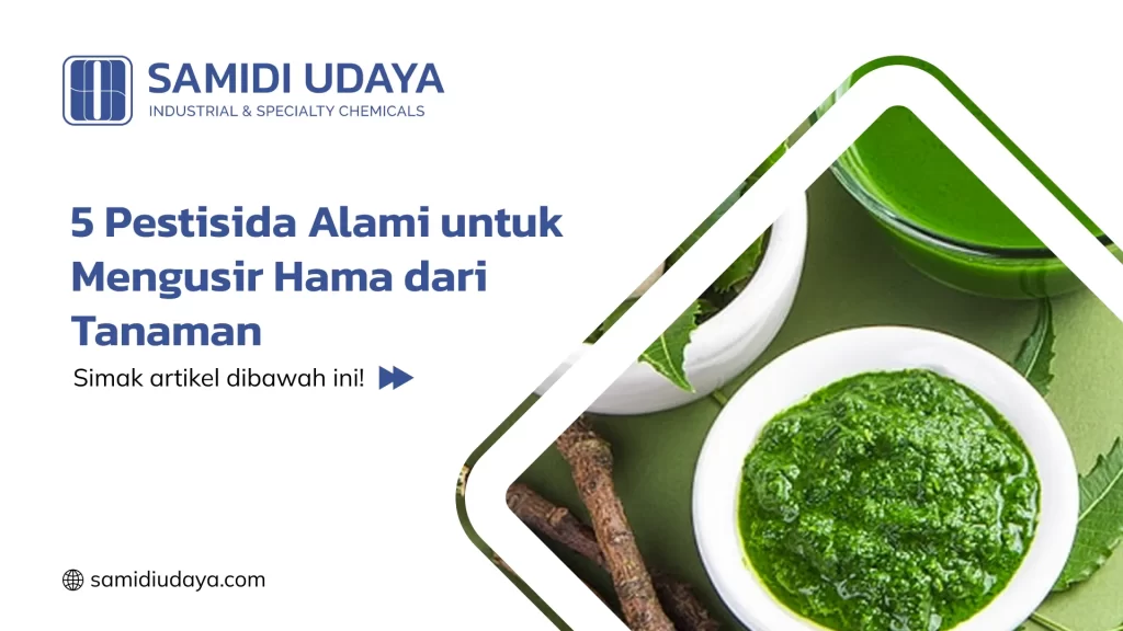 5 Pestisida Alami untuk Mengusir Hama dari Tanaman