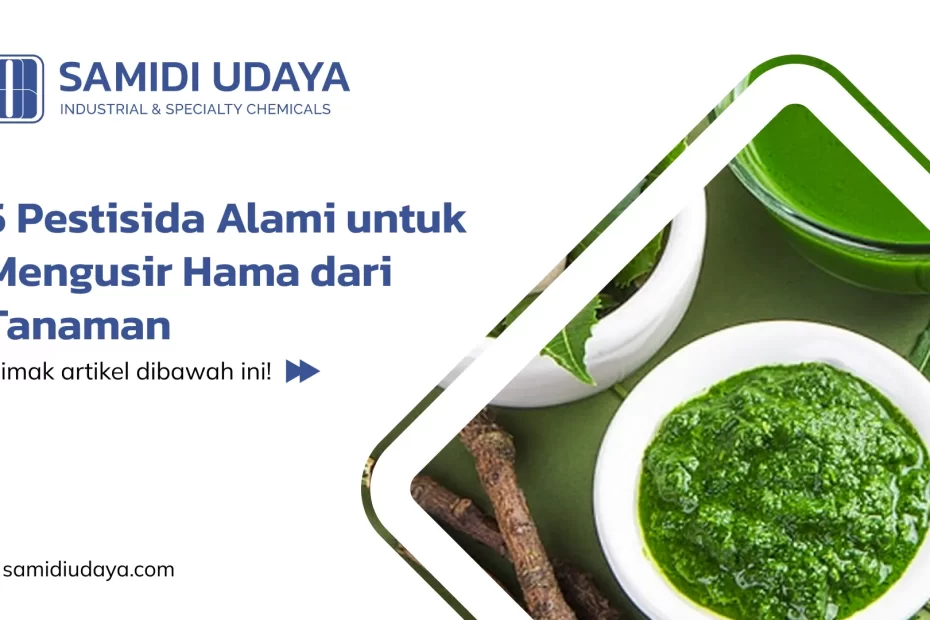 5 Pestisida Alami untuk Mengusir Hama dari Tanaman