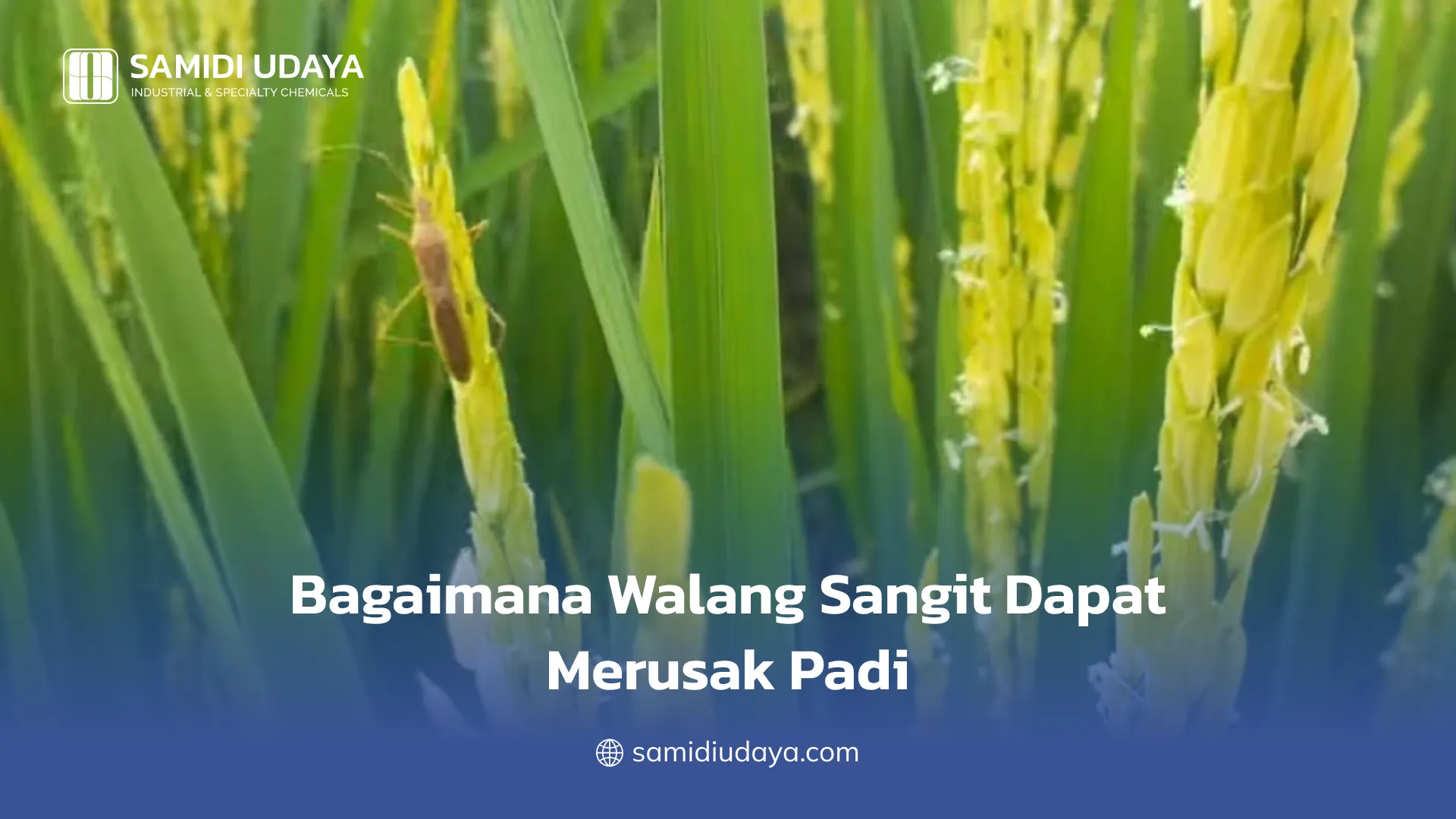 Bagaimana Walang Sangit Dapat Merusak Padi