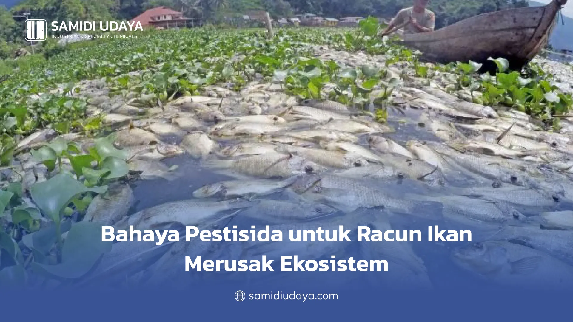 Bahaya Pestisida untuk Racun Ikan Merusak Ekosistem