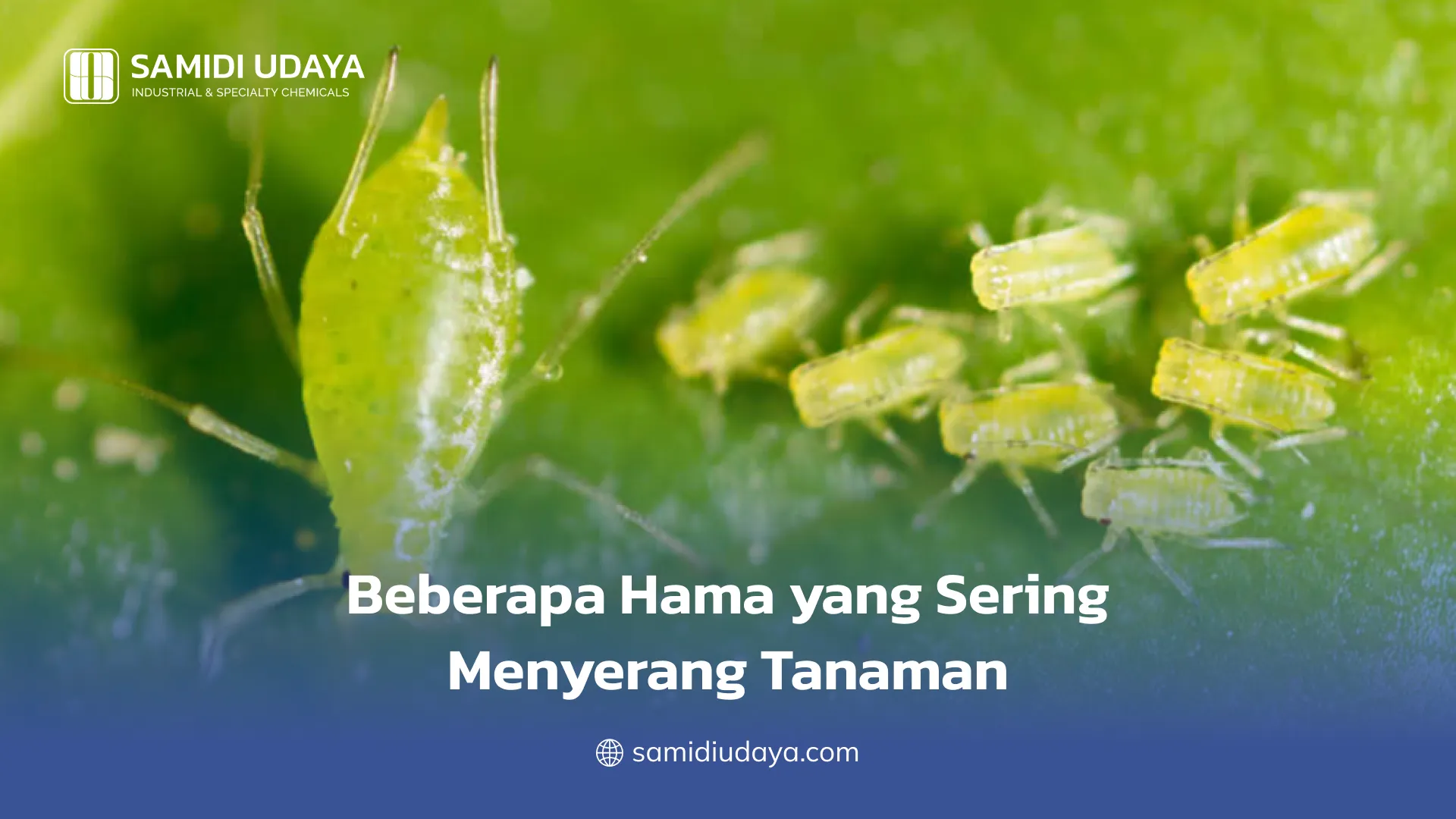 Beberapa Hama yang Sering Menyerang Tanaman