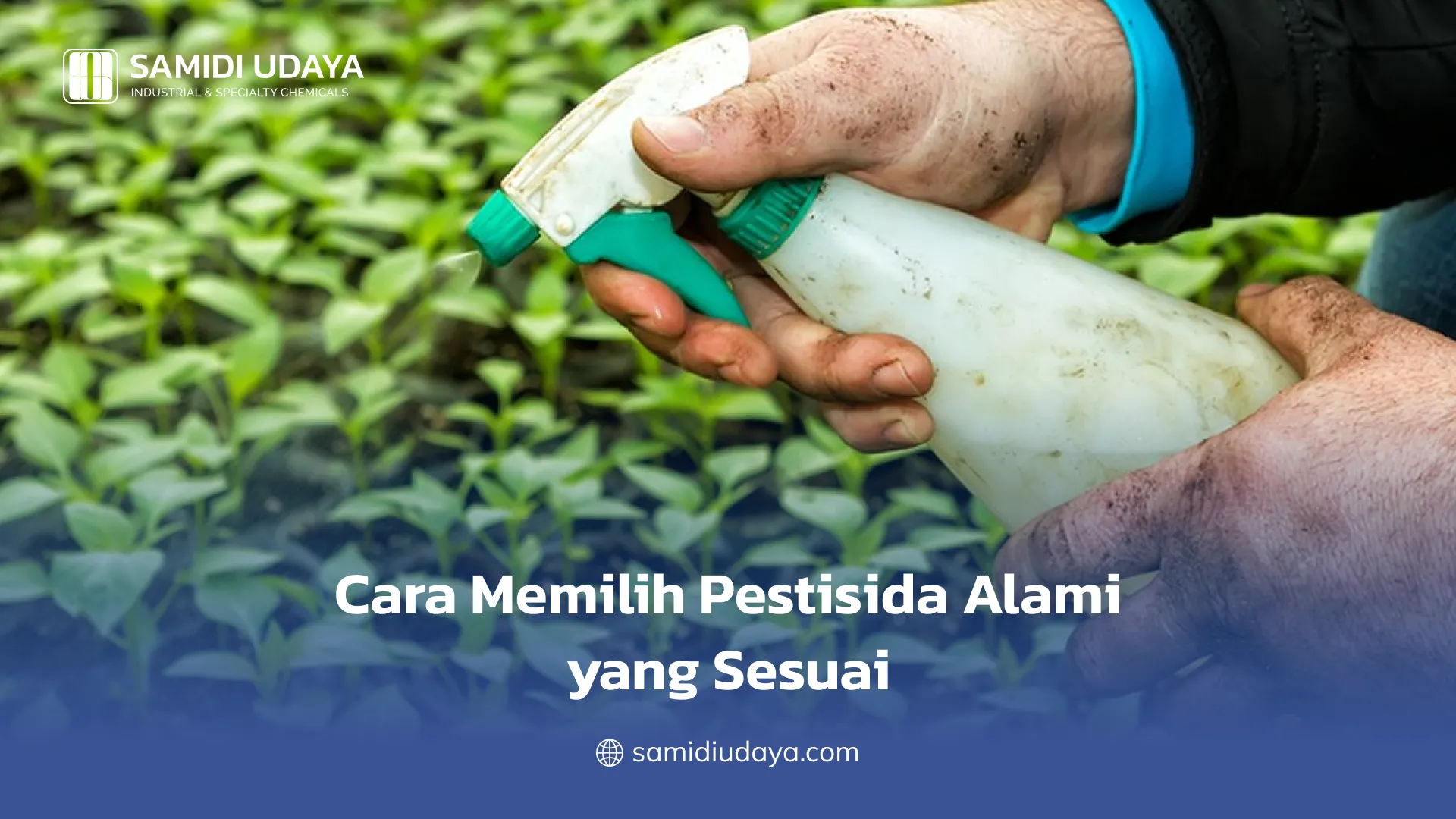 Cara Memilih Pestisida Alami yang Sesuai