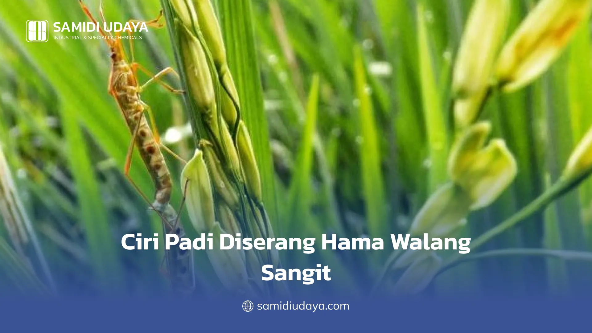 Ciri Padi Diserang Hama Walang Sangit
