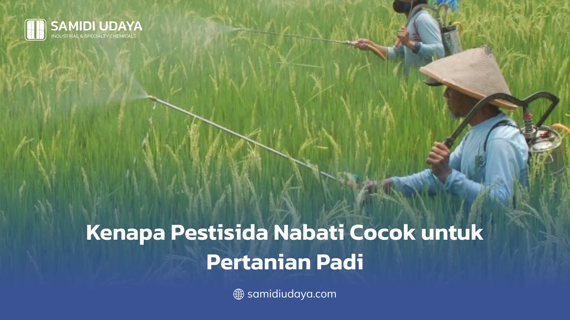 Kenapa Pestisida Nabati Cocok untuk Pertanian Padi