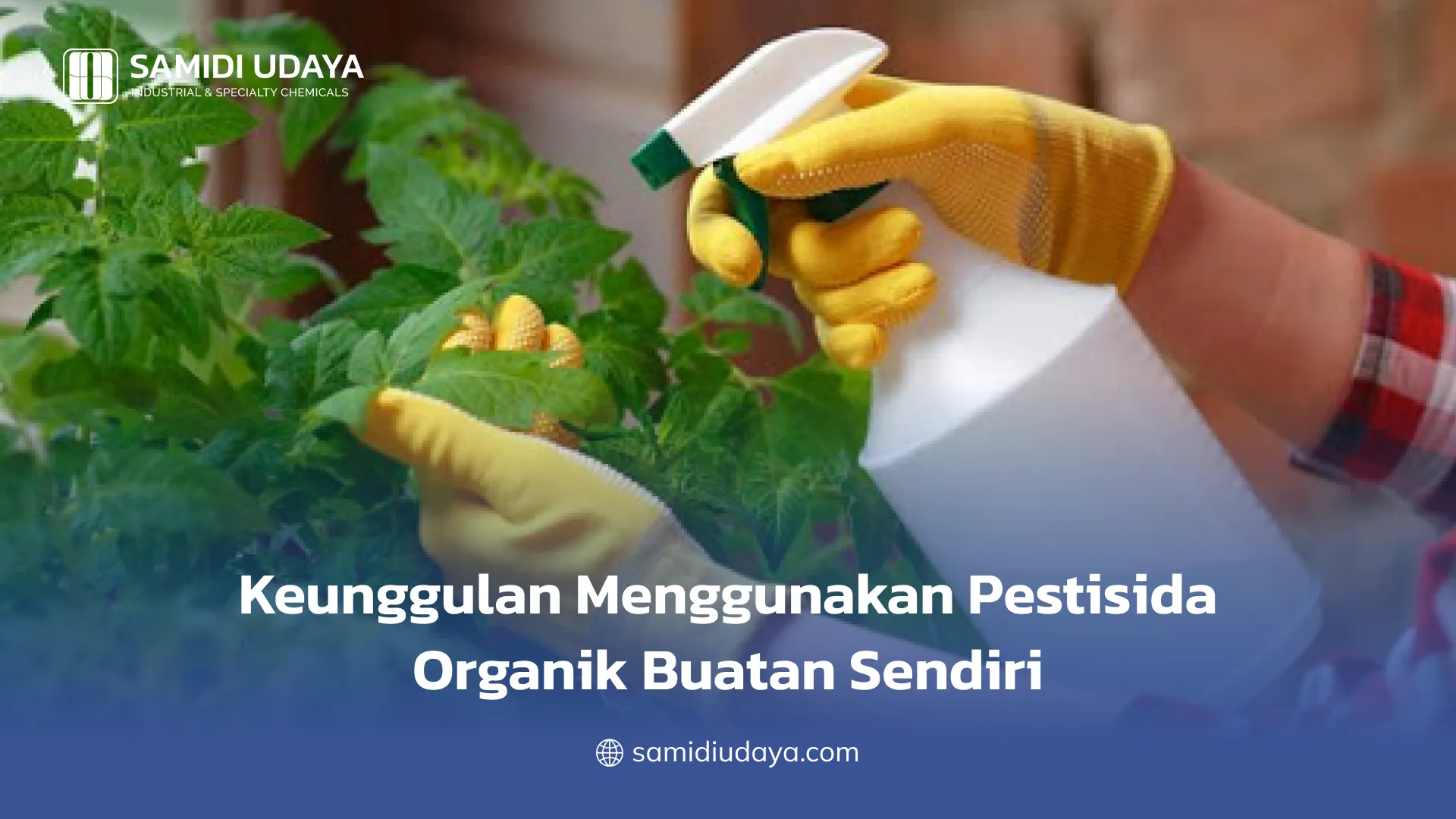 Keunggulan Menggunakan Pestisida Organik Buatan Sendiri