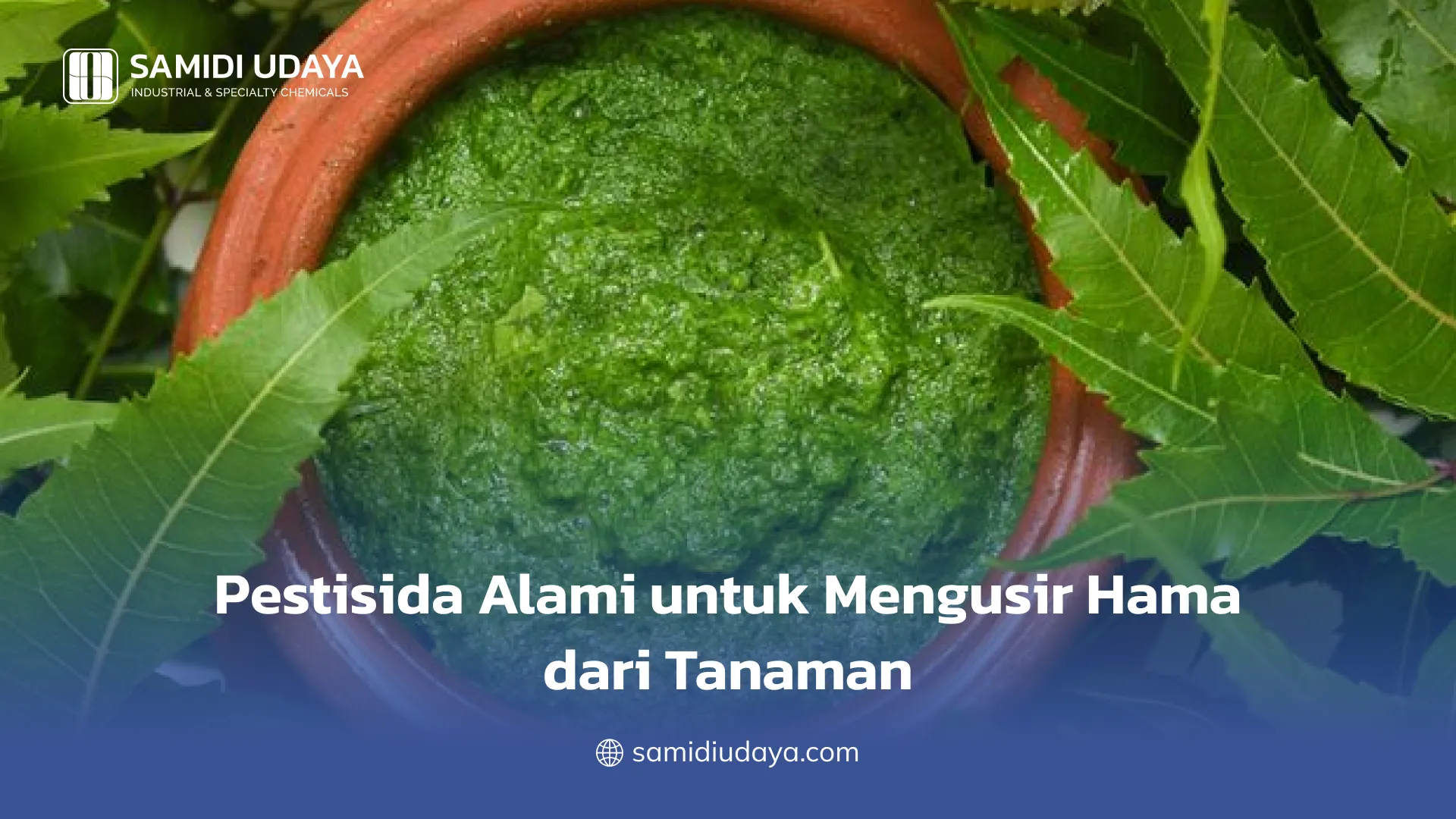 Pestisida Alami untuk Mengusir Hama dari Tanaman