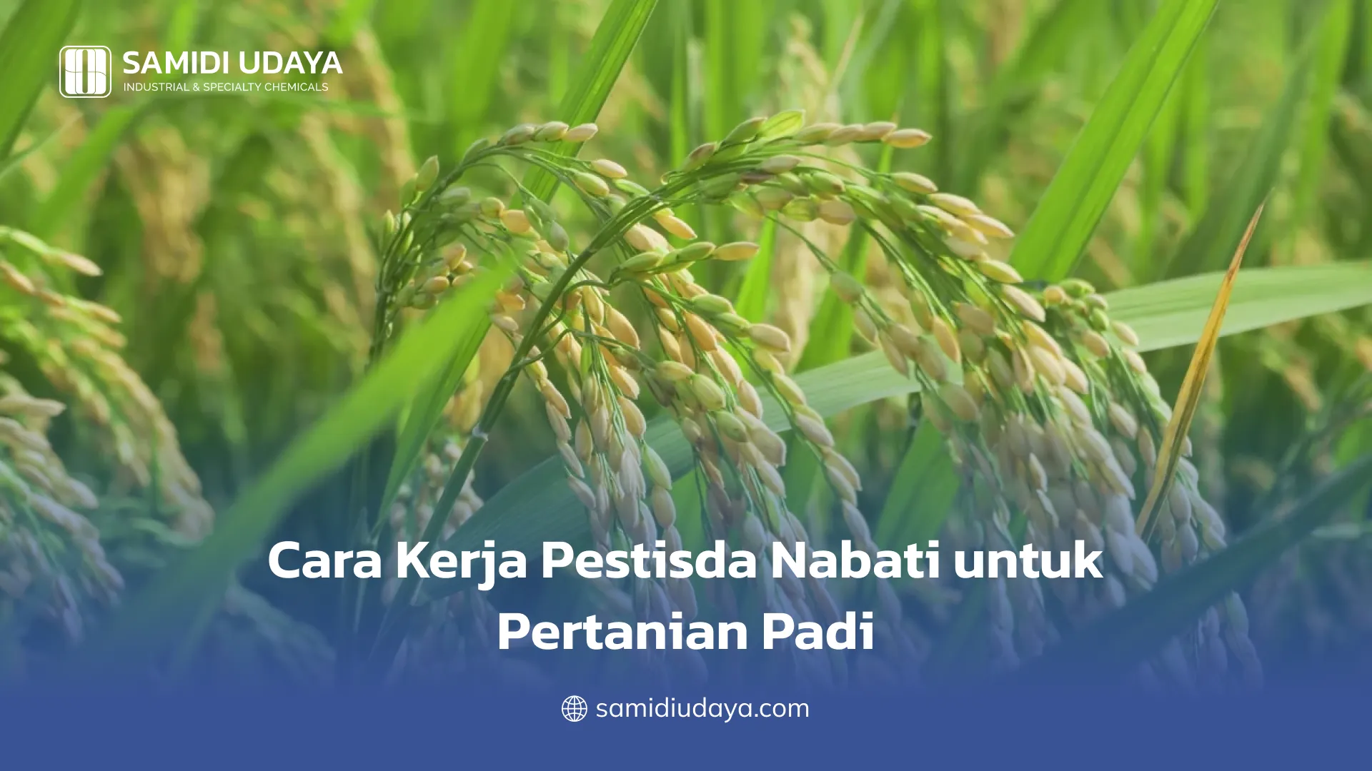 Cara Kerja Pestisida Nabati untuk Pertanian Padi