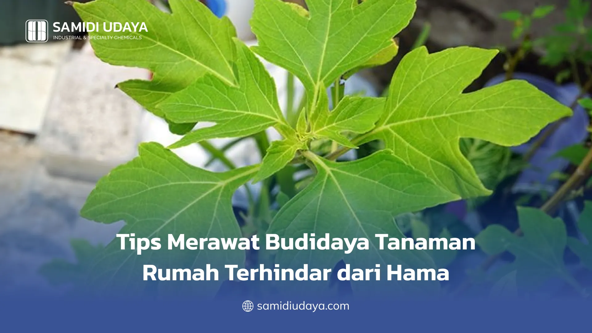 Tips Merawat Budidaya Tanaman Rumah Terhindar dari Hama