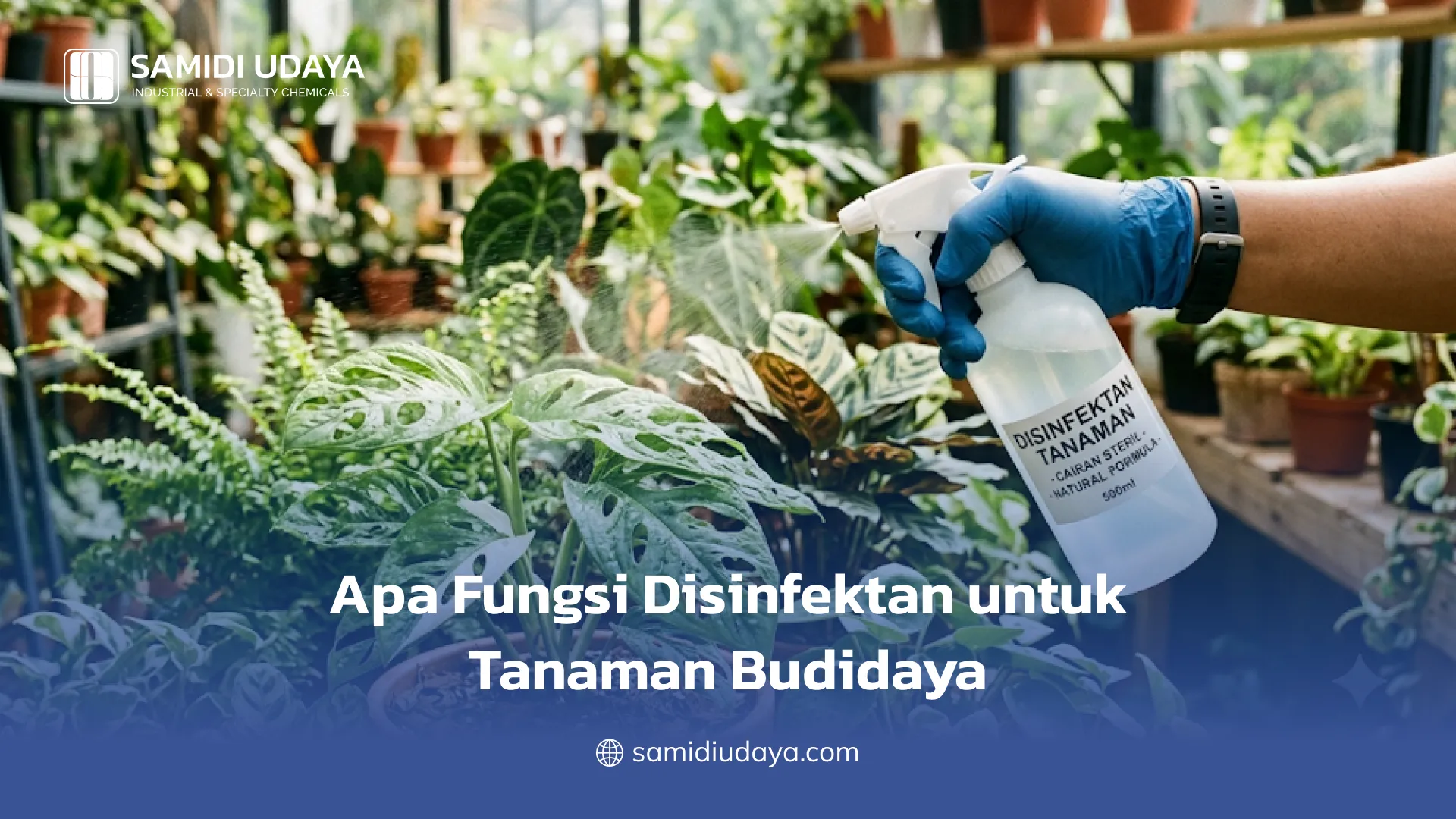Apa Fungsi Disinfektan untuk Tanaman Budidaya?