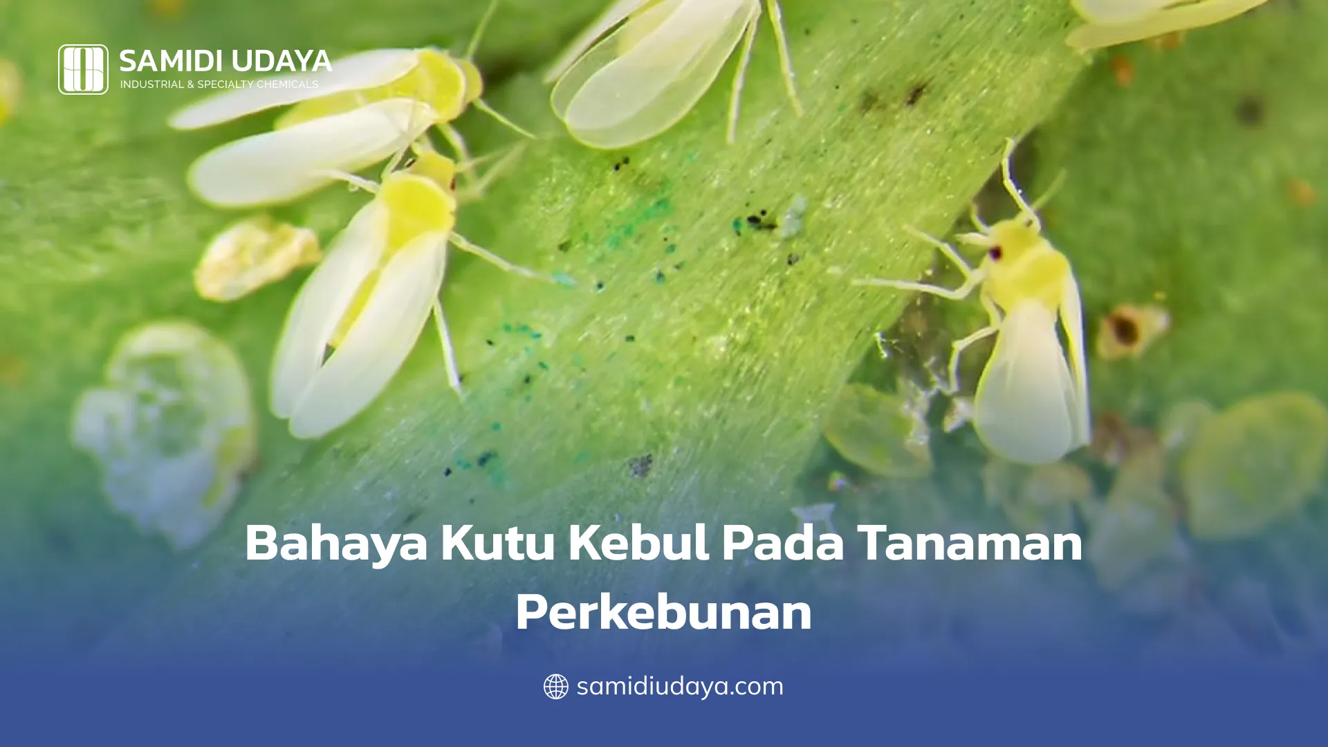 Bahaya Kutu Kebul Pada Tanaman Perkebunan