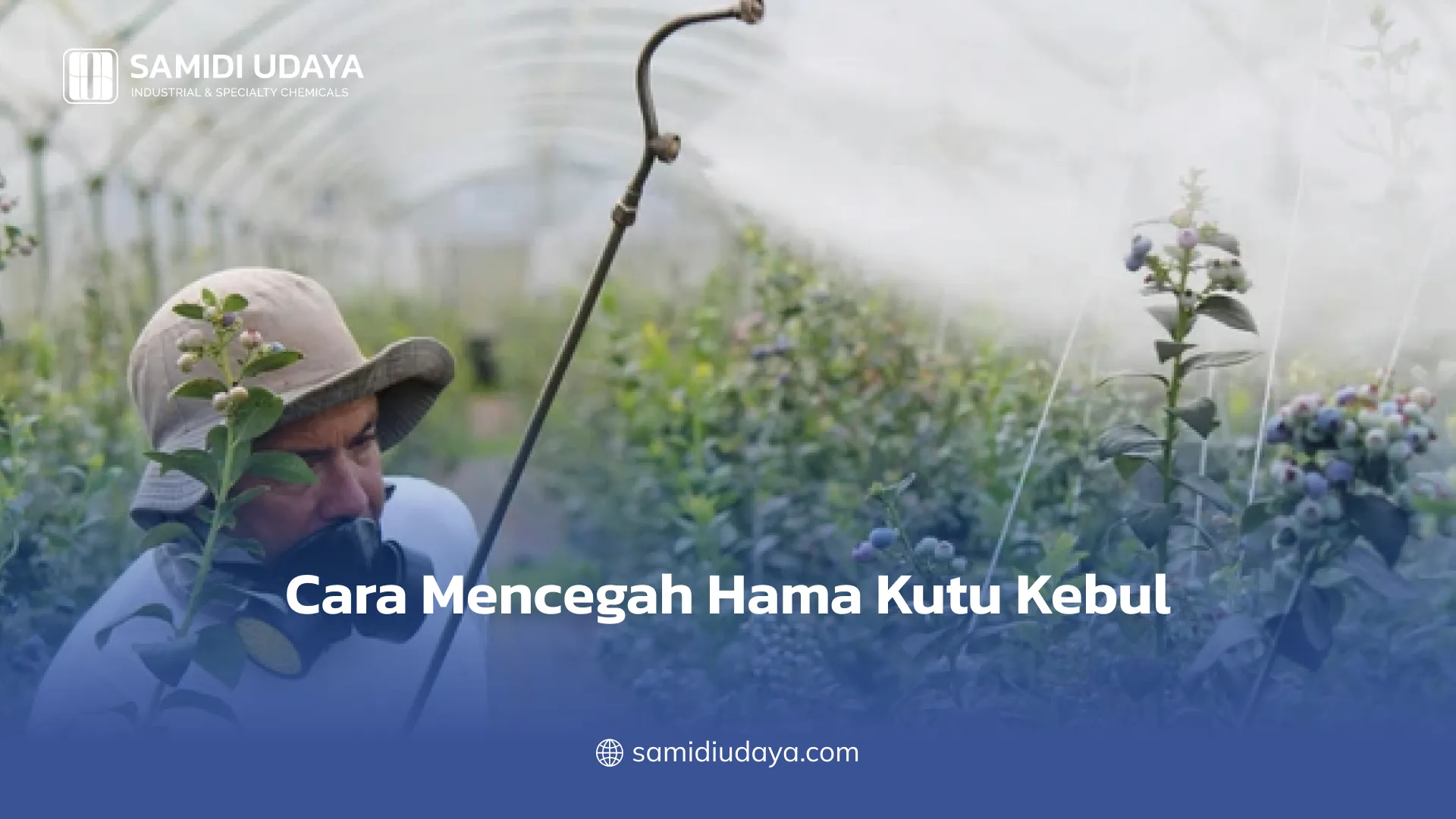 Cara Mencegah Hama Kutu Kebul