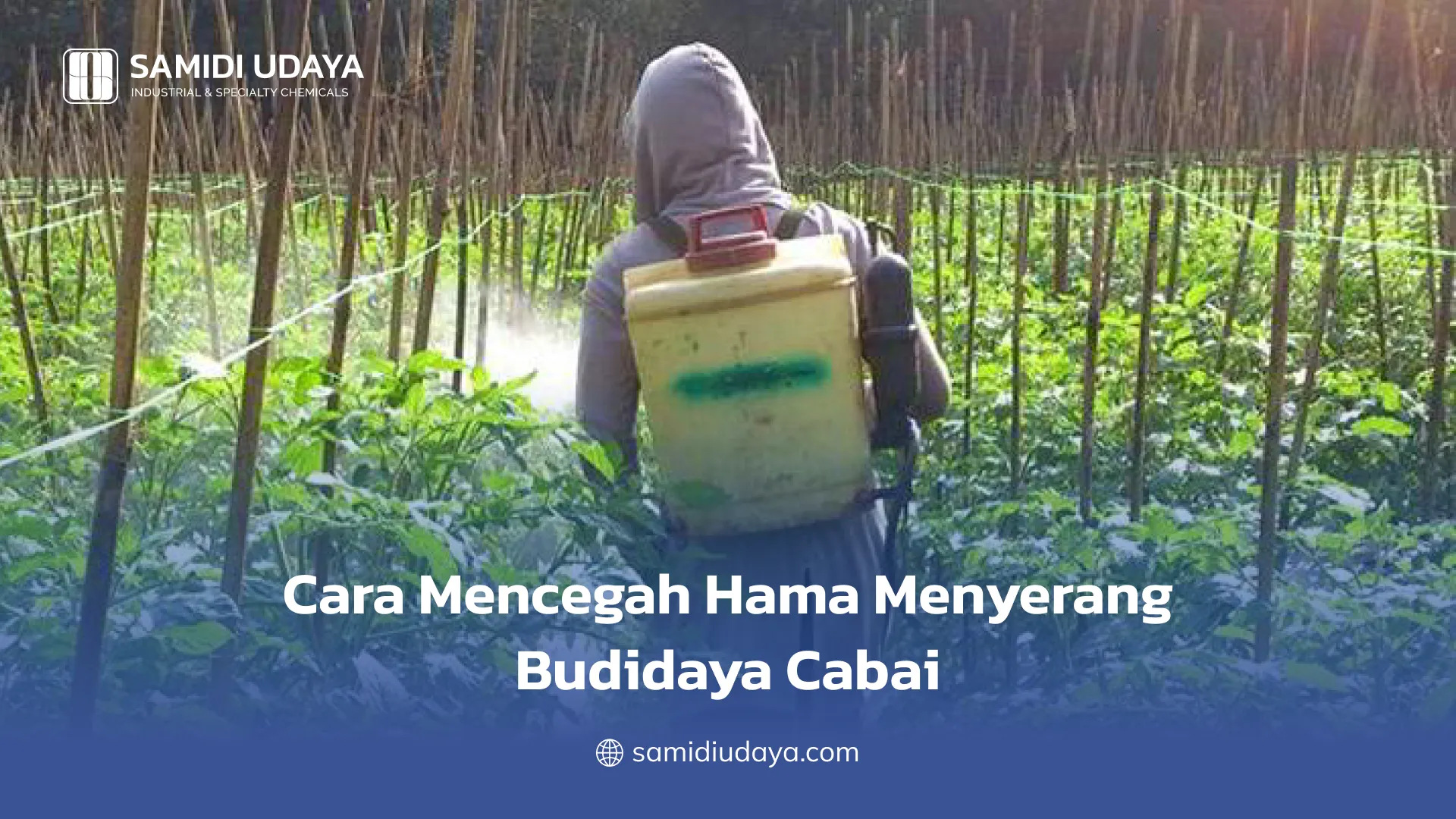 Cara Mencegah Hama Menyerang Budidaya Cabai