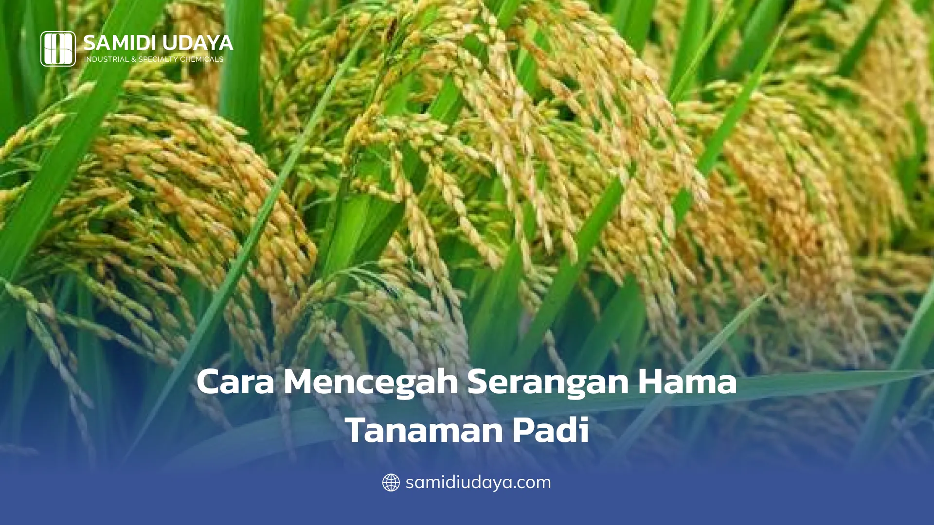 Cara Mencegah Serangan Hama Tanaman Padi