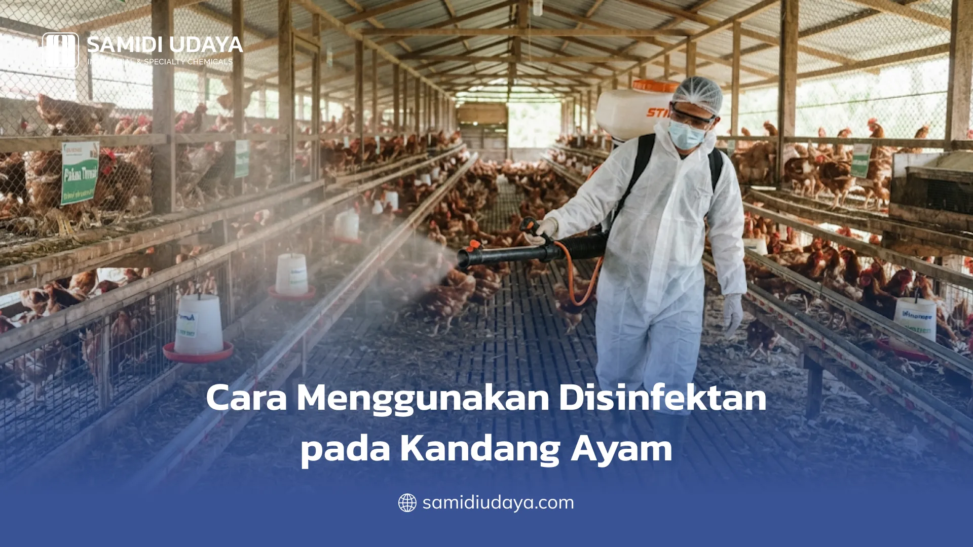 Cara Menggunakan Disinfektan pada Kandang Ayam