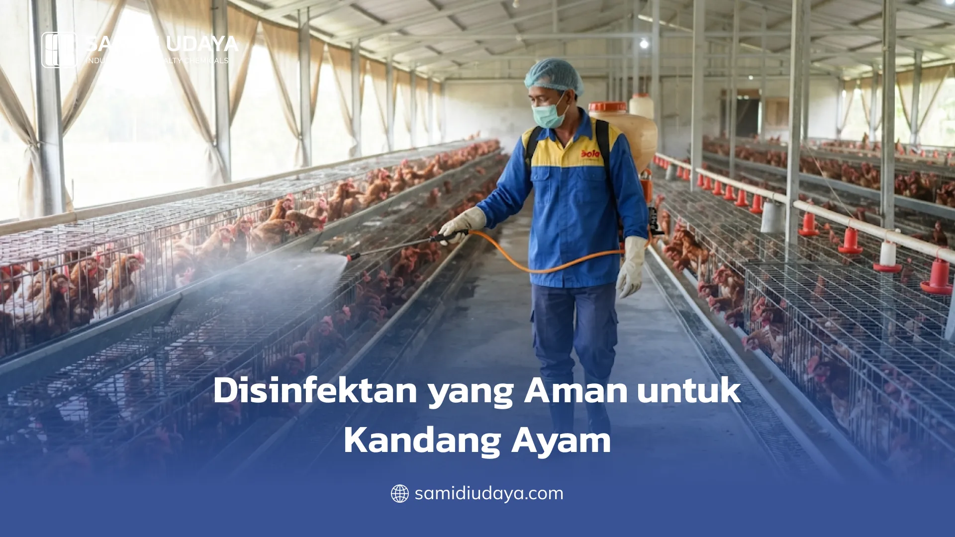 Disinfektan yang Aman untuk Kandang Ayam