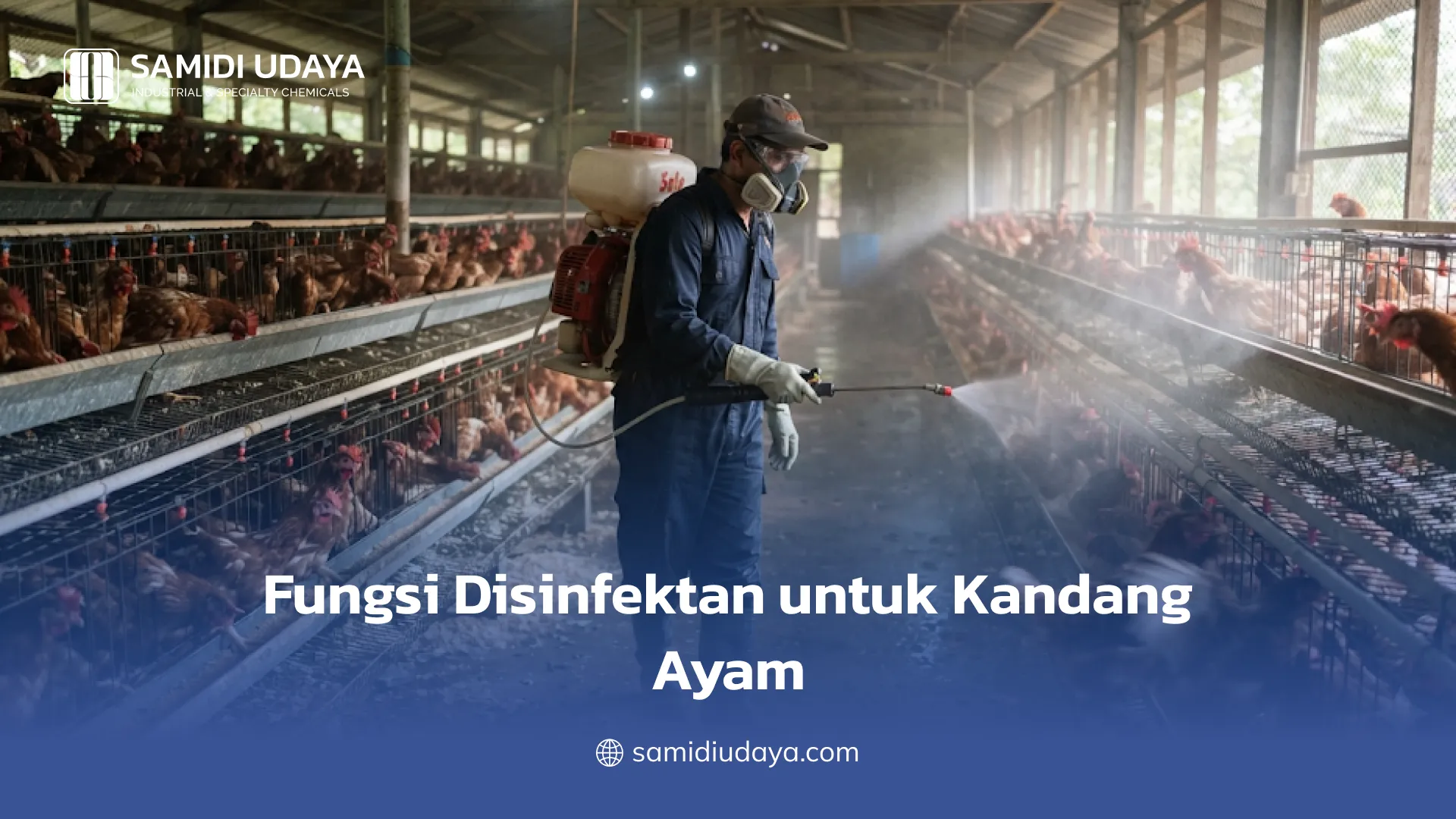 Fungsi Disinfektan untuk Kandang Ayam