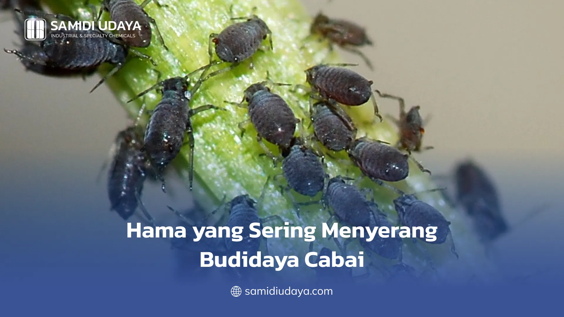 Hama yang Sering Menyerang Budidaya Cabai