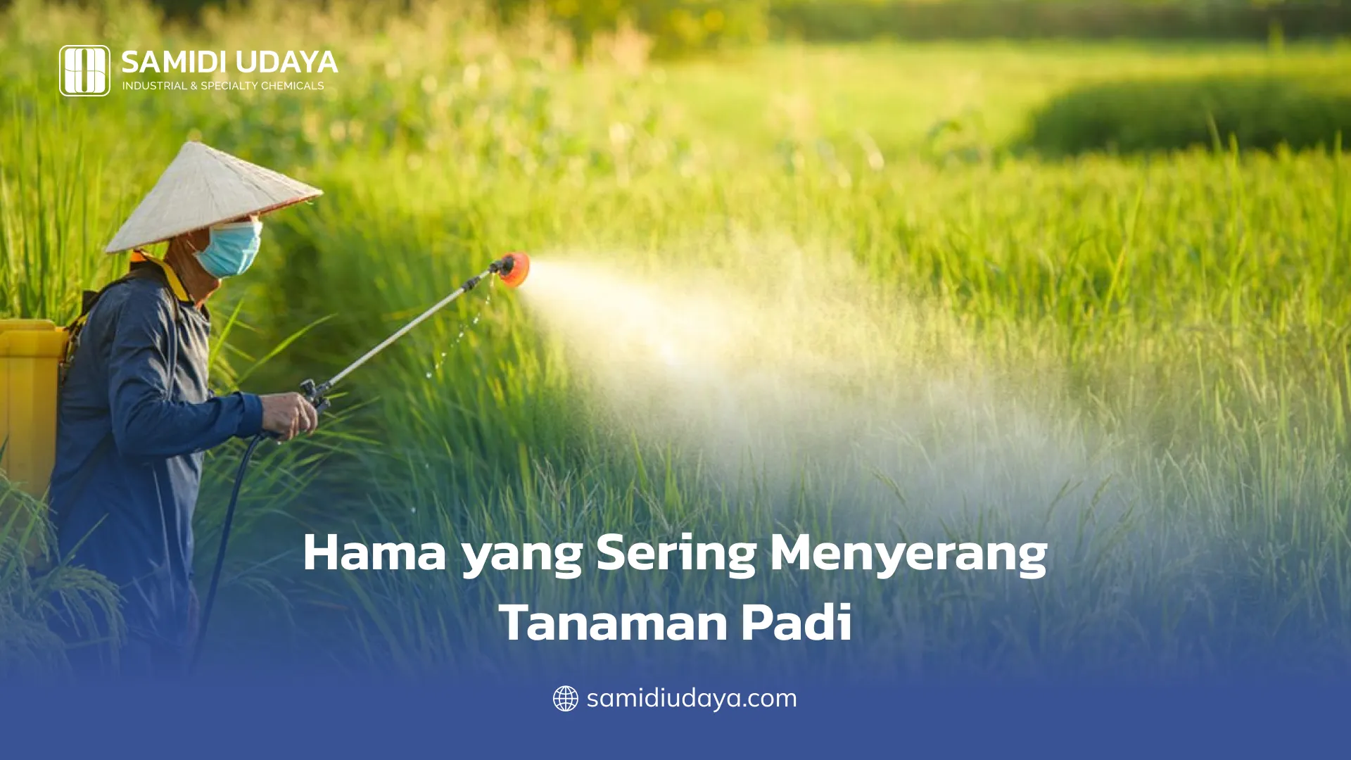 Hama yang Sering Menyerang Tanaman Padi