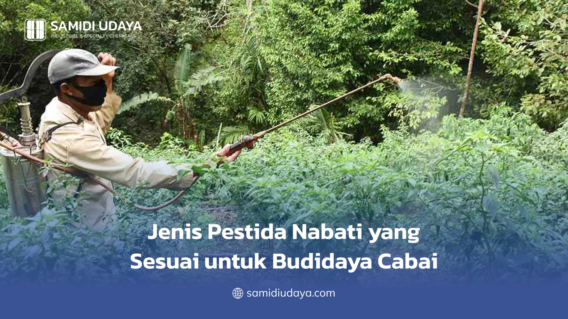 Jenis Pestisida Nabati yang Sesuai untuk Budidaya Cabai