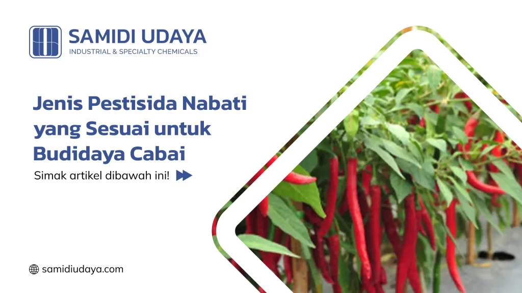 Jenis Pestisida Nabati yang Sesuai untuk Budidaya Cabai