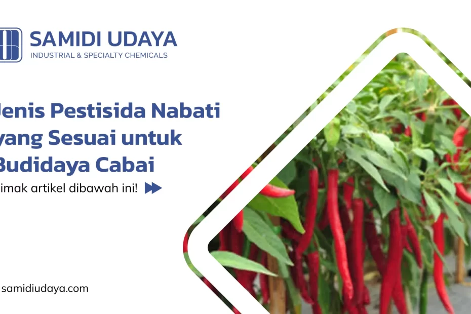 Jenis Pestisida Nabati yang Sesuai untuk Budidaya Cabai