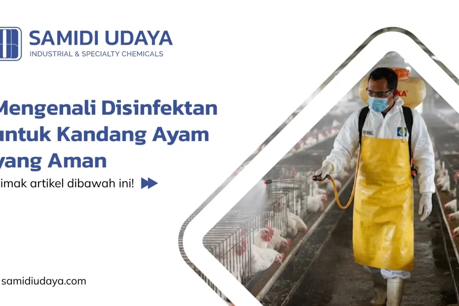 Mengenali Disinfektan untuk Kandang Ayam yang Aman