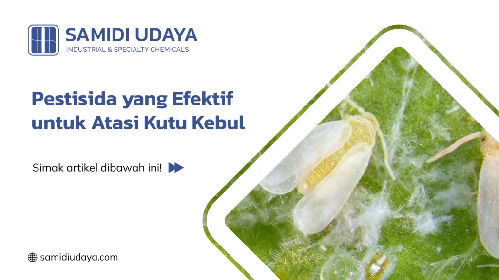 Pestisida yang Efektif untuk Atasi Kutu Kebul