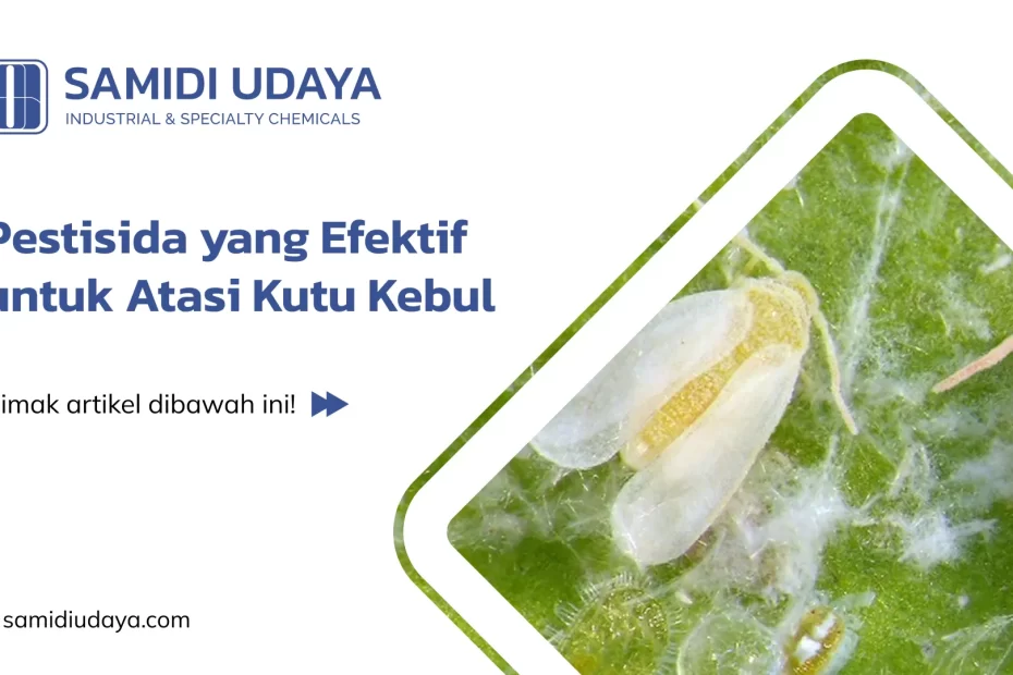 Pestisida yang Efektif untuk Atasi Kutu Kebul