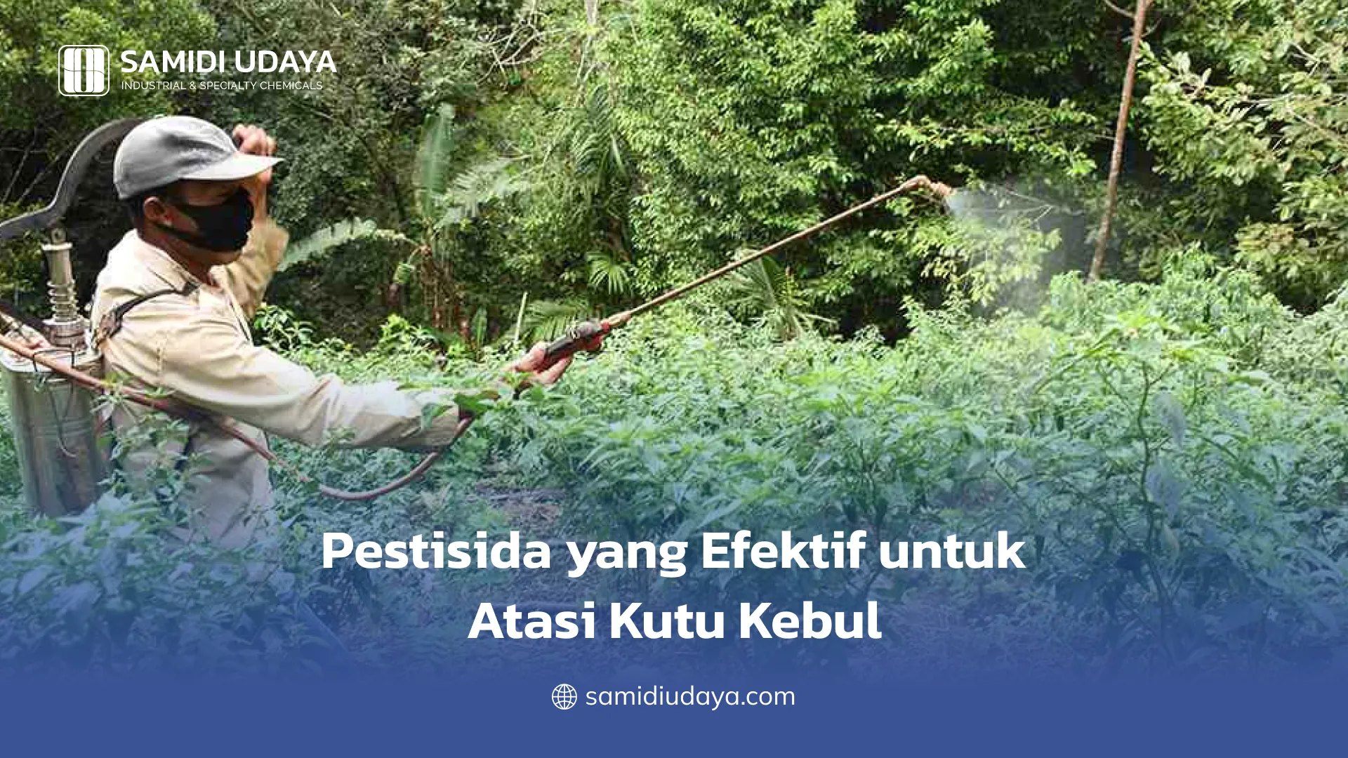 Pestisida yang Efektif untuk Atasi Kutu Kebul